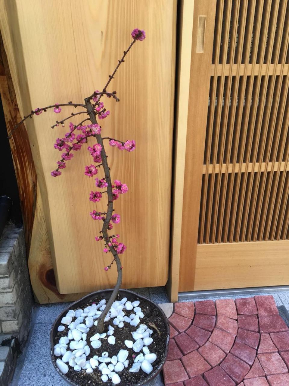 美築八坂 Daire Kyoto Dış mekan fotoğraf